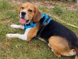 Disponible à l’adoption : chien Beagle tricolore de 4 ans