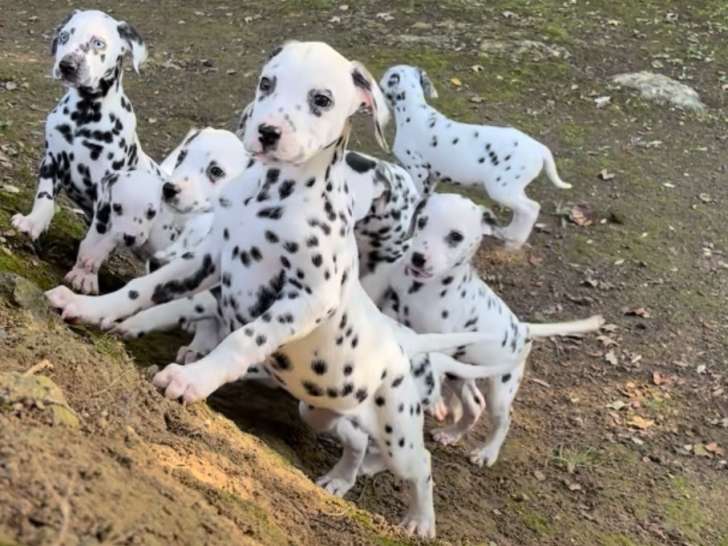 Chiots dalmatiens disponibles