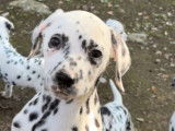 Chiots dalmatiens disponibles