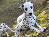 Chiots dalmatiens disponibles