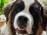 Adoption disponible : chien Saint Bernard tricolore de 4 ans