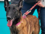 Prêt pour l’adoption : chienne Berger Malinois fauve charbonné