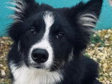 Disponible à l’adoption : chien Border Collie noir et blanc