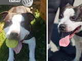 À adopter : chien Staffordshire Américain Terrier de 2 ans