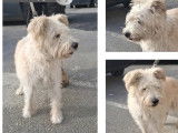 En attente d’adoption : chien Griffon de 13 ans