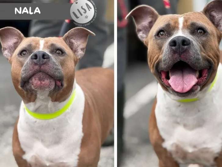 Prête pour l’adoption : chienne Staffordshire Bull Terrier de 6 ans