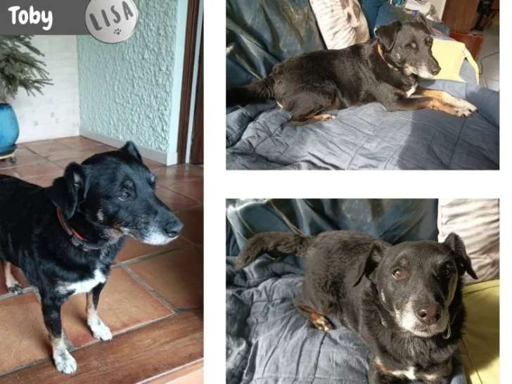 À adopter : chien Jagd Terrier de 14 ans