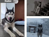 En attente d’un foyer : chien Husky de Sibérie de 4 ans