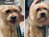 Disponible à l’adoption : chien Yorkshire Terrier de 6 ans