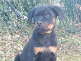 Chiots Rottweiler LOF à vendre