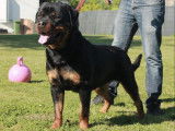 Chiots Rottweiler LOF à vendre