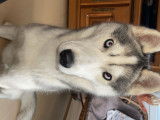 Mâle Husky Sibérien disponible pour saillie