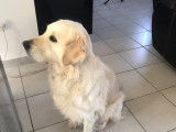 Cherche Mâmâle Golden Retriever pour une saillie