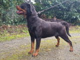 Femelle Rottweiler LOF et confirmée à vendre