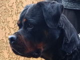 Femelle Rottweiler LOF et confirmée à vendre