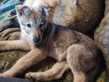 Chiot Chien Loup de Saarloos à vendre