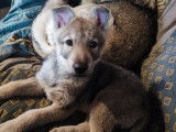 Chiot Chien Loup de Saarloos à vendre