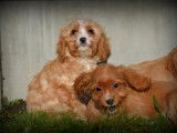 Chiots Cavapoo