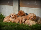 Chiots Cavapoo