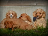 Chiots Cavapoo