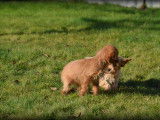 Chiots Cavapoo