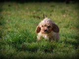 Chiots Cavapoo