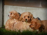 Chiots Cavapoo