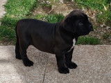 Chiot Cane Corso LOF à vendre