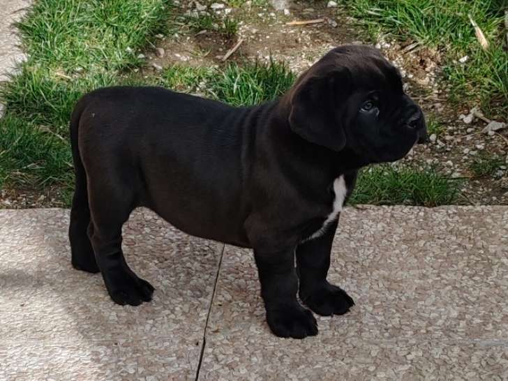 Chiot Cane Corso LOF à vendre