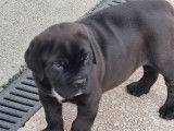 Chiot Cane Corso LOF à vendre