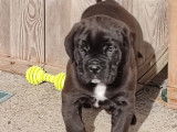 Chiot Cane Corso LOF à vendre