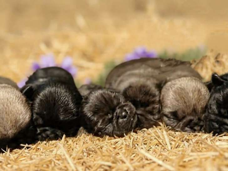 Chiots Carlin à vendre