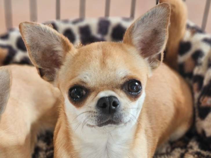 Magnifique femelle Chihuahua adulte de pure race à vendre