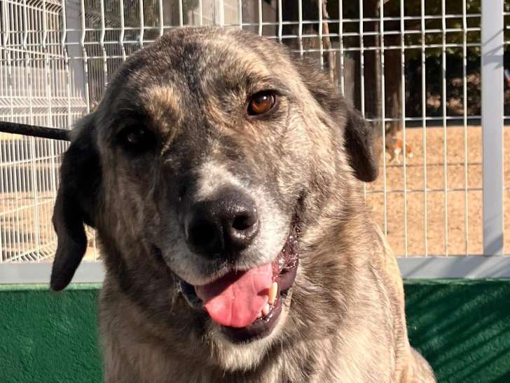 Valentina, douce Mastine Espagnole à adopter en association