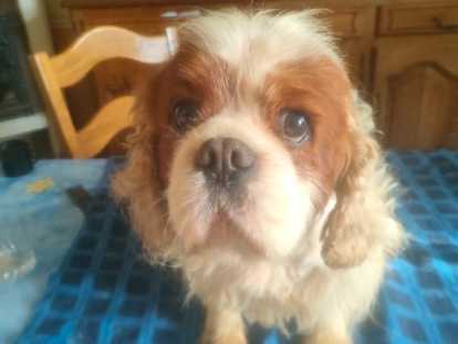 Mâle Cavalier King Charles à donner