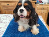 Chienne Cavalier King Charles tricolore à donner