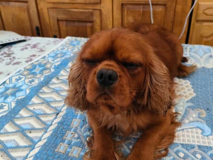 Chienne Cavalier King Charles retraitée d'élevage à donner