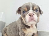 Chiots Bouledogue Anglais à vendre