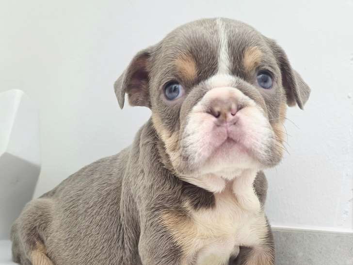 Chiots Bouledogue Anglais à vendre