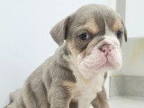 Chiots Bouledogue Anglais à vendre