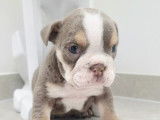 Chiots Bouledogue Anglais à vendre