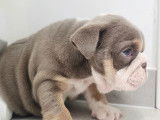 Chiots Bouledogue Anglais à vendre