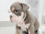 Chiots Bouledogue Anglais à vendre
