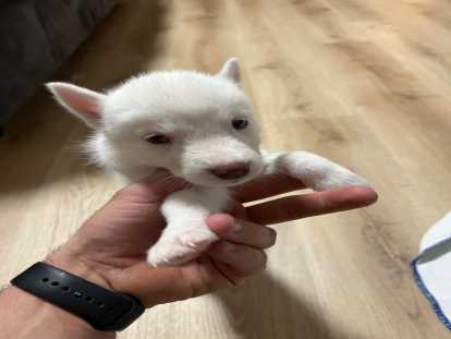 Chiots de race Husky Sibérien à vendre (2 femelles & 3 mâles)
