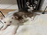 Chiots de race Husky Sibérien à vendre (2 femelles & 3 mâles)