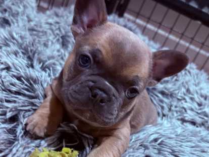Chiot femelle Bouledogue Français à vendre