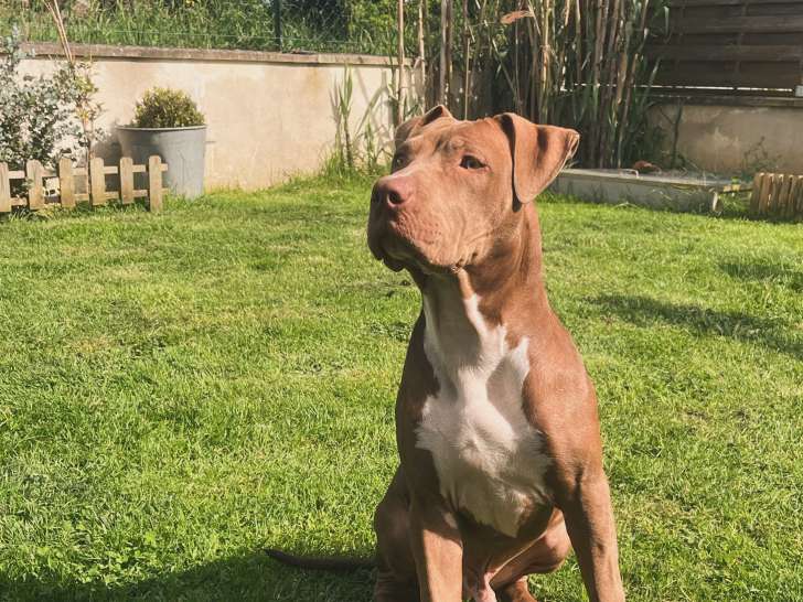 Chien adulte de type Staffordshire Bull Terrier Mâle à donner