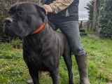 Chienne Cane Corso de 4 ans LOF et confirmée à donner