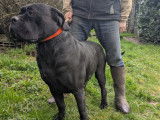 Chienne Cane Corso de 4 ans LOF et confirmée à donner