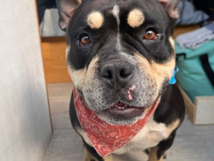 Mâle American Bully pocket disponible pour saillie